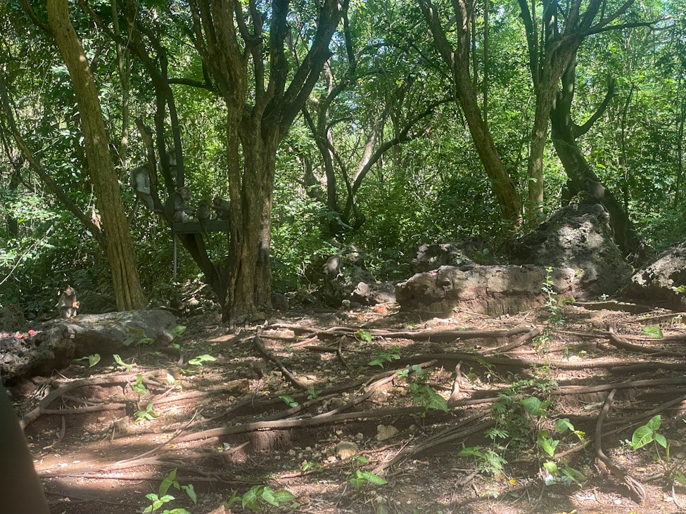Futterstelle für die Affen in AYANA Bali