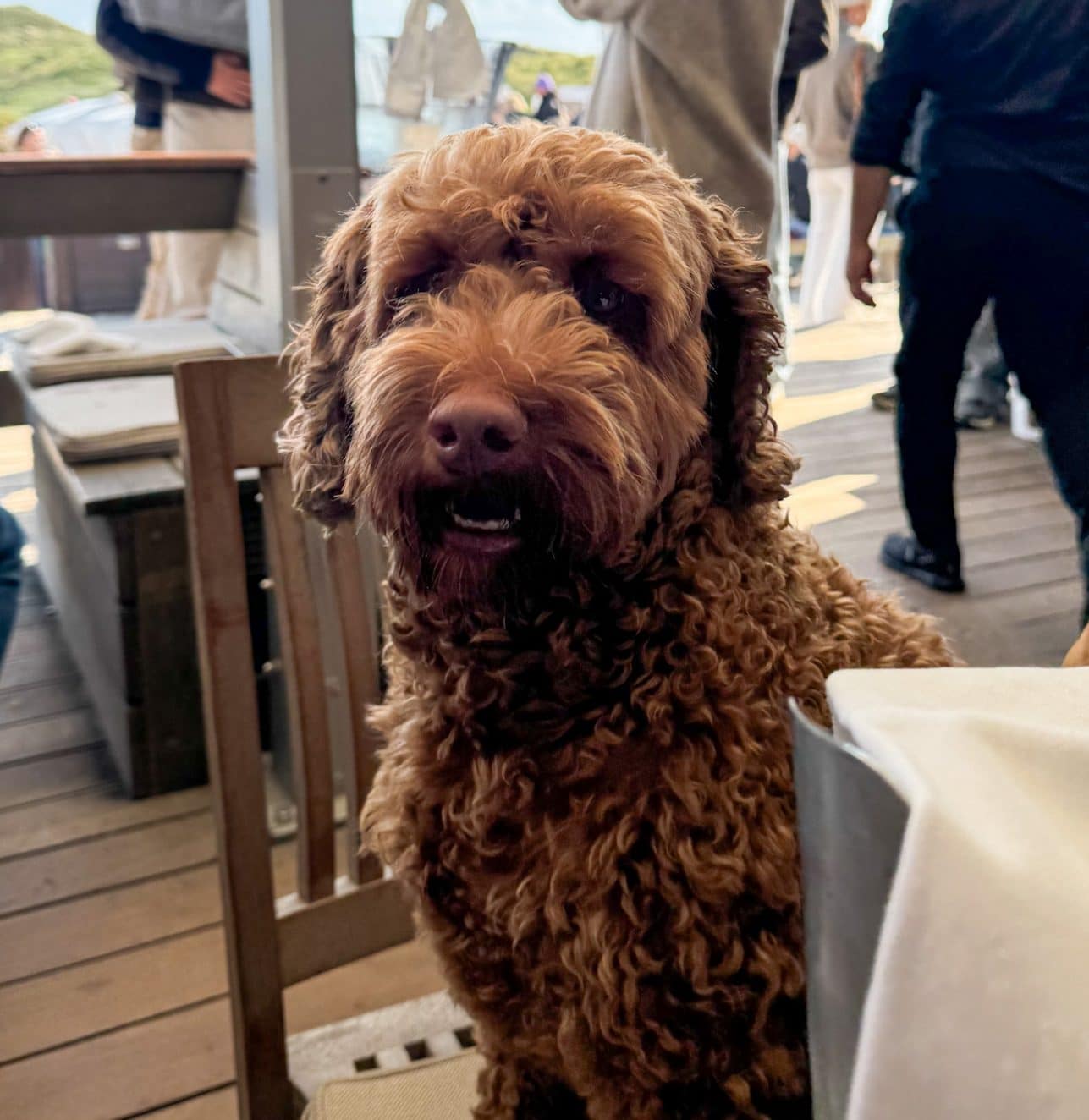 Buddy, der braune Labradoodle von Niklas, sitzt entspannt auf der Terrasse der Sansibar